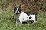 BOULEDOGUE FRANCAIS 534